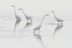 Great egret (Ardea alba) group of four, Champagne, France-Fabrice Cahez-Photographic Print