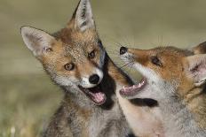 Close-up portrait of a Red Fox, Vosges, France-Fabrice Cahez-Framed Photographic Print