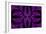 Fabulous Symmetric Pattern of the Leaves in Purple-velirina-Framed Premium Giclee Print