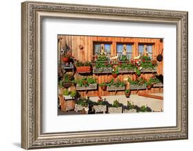 Facade of a Farmhouse decorated with Flowers, Beatenberg, Canton of Bern, Switzerland-null-Framed Art Print
