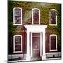 Facade of an English House with Ivy Leaves - Mallinson House in St Albans - London - UK-Philippe Hugonnard-Mounted Photographic Print