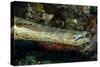Face and Mouth of Trumpetfish (Aulostomus Maculatus)-Stephen Frink-Stretched Canvas
