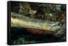 Face and Mouth of Trumpetfish (Aulostomus Maculatus)-Stephen Frink-Framed Stretched Canvas