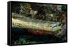 Face and Mouth of Trumpetfish (Aulostomus Maculatus)-Stephen Frink-Framed Stretched Canvas