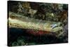 Face and Mouth of Trumpetfish (Aulostomus Maculatus)-Stephen Frink-Stretched Canvas