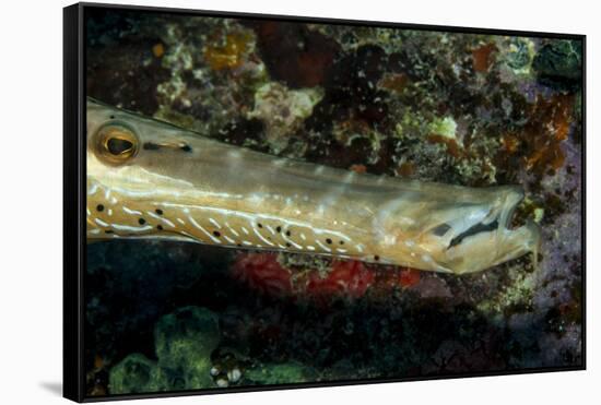 Face and Mouth of Trumpetfish (Aulostomus Maculatus)-Stephen Frink-Framed Stretched Canvas