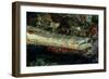 Face and Mouth of Trumpetfish (Aulostomus Maculatus)-Stephen Frink-Framed Photographic Print