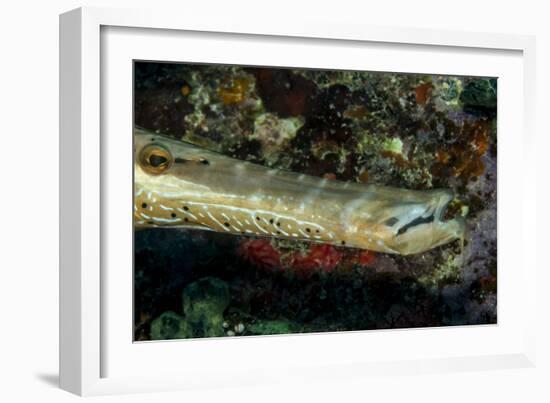 Face and Mouth of Trumpetfish (Aulostomus Maculatus)-Stephen Frink-Framed Photographic Print