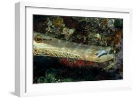 Face and Mouth of Trumpetfish (Aulostomus Maculatus)-Stephen Frink-Framed Photographic Print