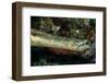 Face and Mouth of Trumpetfish (Aulostomus Maculatus)-Stephen Frink-Framed Photographic Print