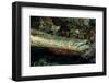 Face and Mouth of Trumpetfish (Aulostomus Maculatus)-Stephen Frink-Framed Photographic Print