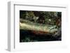 Face and Mouth of Trumpetfish (Aulostomus Maculatus)-Stephen Frink-Framed Photographic Print