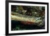 Face and Mouth of Trumpetfish (Aulostomus Maculatus)-Stephen Frink-Framed Photographic Print