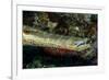 Face and Mouth of Trumpetfish (Aulostomus Maculatus)-Stephen Frink-Framed Photographic Print