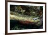 Face and Mouth of Trumpetfish (Aulostomus Maculatus)-Stephen Frink-Framed Photographic Print