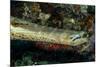 Face and Mouth of Trumpetfish (Aulostomus Maculatus)-Stephen Frink-Mounted Photographic Print