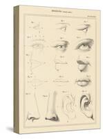 Face Chart-Wild Apple Portfolio-Stretched Canvas