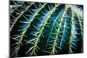 Face Of A Barrel Cactus-Anthony Paladino-Mounted Giclee Print