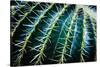 Face Of A Barrel Cactus-Anthony Paladino-Stretched Canvas