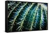 Face Of A Barrel Cactus-Anthony Paladino-Framed Stretched Canvas