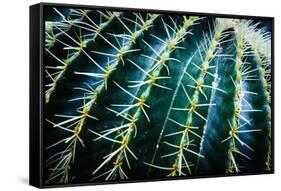 Face Of A Barrel Cactus-Anthony Paladino-Framed Stretched Canvas
