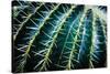 Face Of A Barrel Cactus-Anthony Paladino-Stretched Canvas
