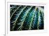 Face Of A Barrel Cactus-Anthony Paladino-Framed Premium Giclee Print