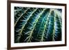 Face Of A Barrel Cactus-Anthony Paladino-Framed Premium Giclee Print