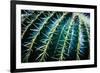 Face Of A Barrel Cactus-Anthony Paladino-Framed Premium Giclee Print