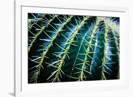 Face Of A Barrel Cactus-Anthony Paladino-Framed Giclee Print