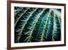 Face Of A Barrel Cactus-Anthony Paladino-Framed Giclee Print
