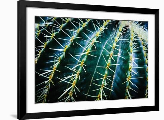 Face Of A Barrel Cactus-Anthony Paladino-Framed Giclee Print