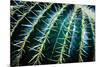 Face Of A Barrel Cactus-Anthony Paladino-Mounted Giclee Print