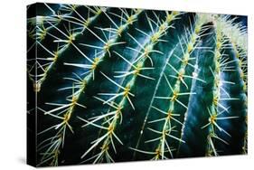 Face Of A Barrel Cactus-Anthony Paladino-Stretched Canvas