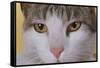 Face of a Cat-null-Framed Stretched Canvas