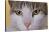 Face of a Cat-null-Stretched Canvas