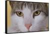 Face of a Cat-null-Framed Stretched Canvas