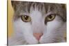 Face of a Cat-null-Stretched Canvas