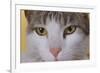 Face of a Cat-null-Framed Photographic Print