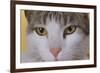 Face of a Cat-null-Framed Photographic Print
