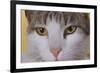 Face of a Cat-null-Framed Photographic Print