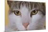 Face of a Cat-null-Mounted Photographic Print