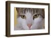 Face of a Cat-null-Framed Photographic Print