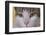 Face of a Cat-null-Framed Photographic Print