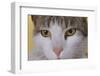 Face of a Cat-null-Framed Photographic Print