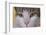 Face of a Cat-null-Framed Photographic Print