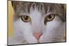 Face of a Cat-null-Mounted Photographic Print