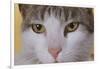 Face of a Cat-null-Framed Photographic Print