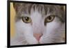 Face of a Cat-null-Framed Photographic Print