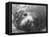 Face of a Grey Seal-null-Framed Stretched Canvas